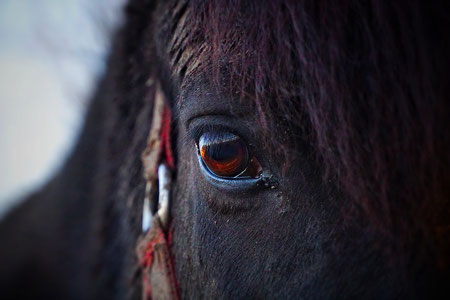 Augen auf! Das solltest du unbedingt tun, wenn das Pferdeauge tränt